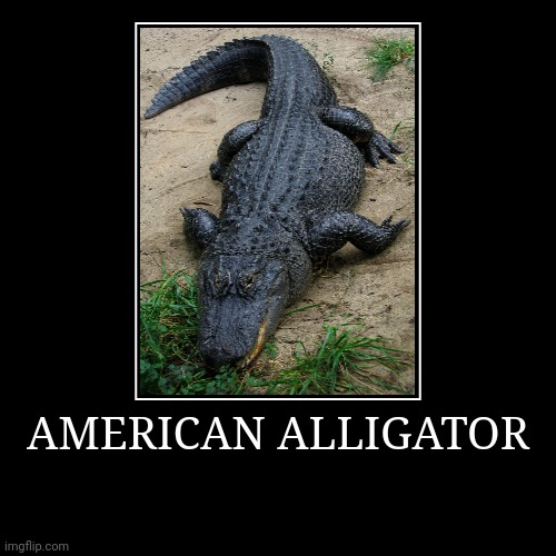 American Alligator | AMERICAN ALLIGATOR | | image tagged in demotivationals,alligator | made w/ Imgflip demotivational maker