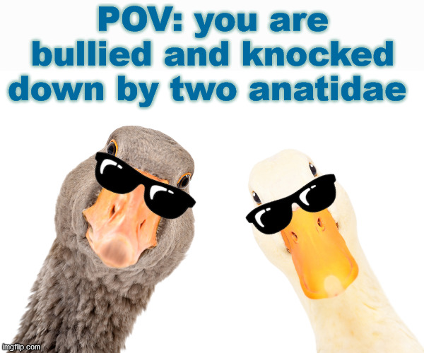 Continue ?...9..8..7...6..5..4... | POV: you are bullied and knocked down by two anatidae | image tagged in memes,badass duck,badass geese,pfff they kicked your ass to be fair | made w/ Imgflip meme maker