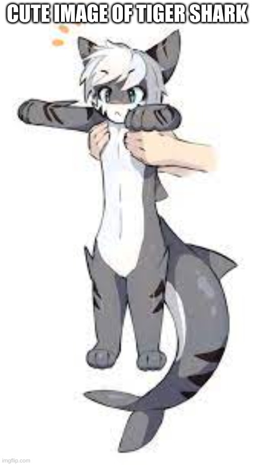 not my image | CUTE IMAGE OF TIGER SHARK | image tagged in change | made w/ Imgflip meme maker