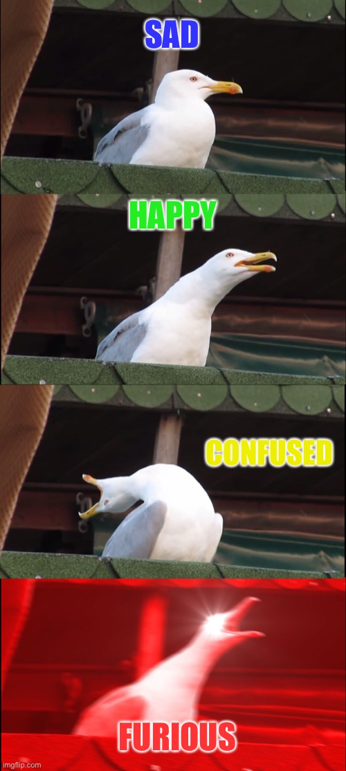 Inhaling Seagull Meme | SAD; HAPPY; CONFUSED; FURIOUS | image tagged in memes,inhaling seagull | made w/ Imgflip meme maker