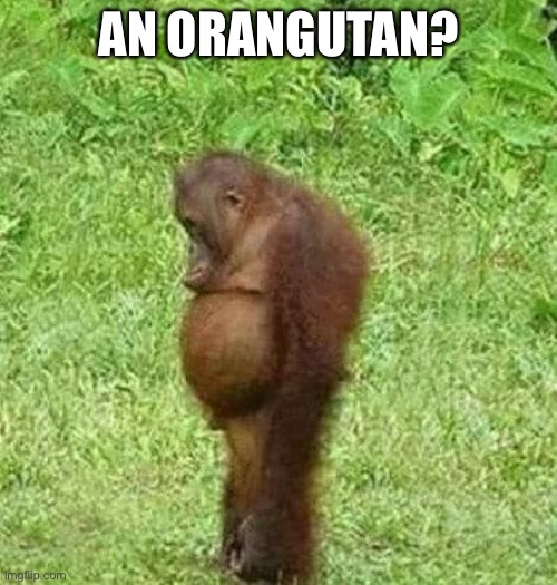 sad orangatan | AN ORANGUTAN? | image tagged in sad orangatan | made w/ Imgflip meme maker