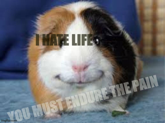 Haha | I HATE LIFE; YOU MUST ENDURE THE PAIN | image tagged in happy guinea pig | made w/ Imgflip meme maker