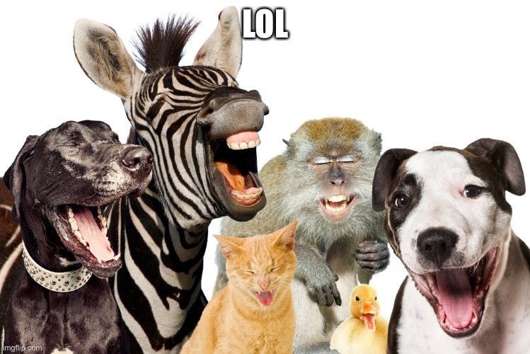 Laughing Animals | LOL | image tagged in laughing animals | made w/ Imgflip meme maker
