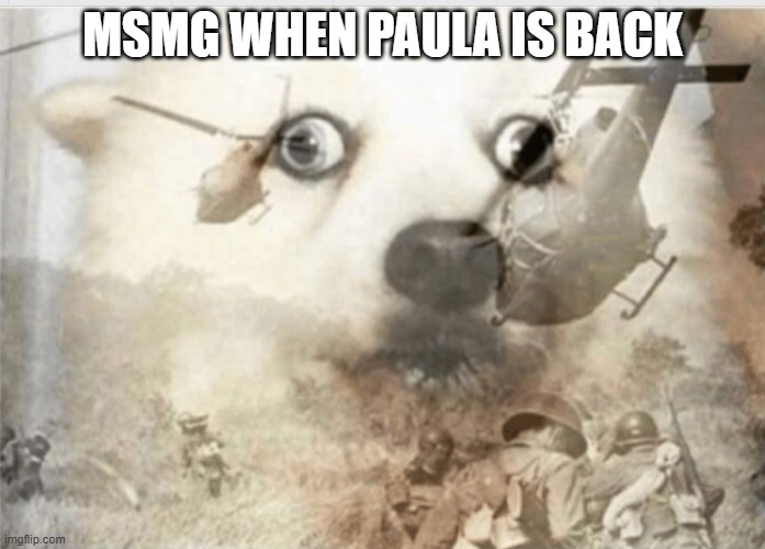 PTSD dog | MSMG WHEN PAULA IS BACK | image tagged in ptsd dog | made w/ Imgflip meme maker