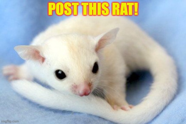 POST THIS RAT! | made w/ Imgflip meme maker