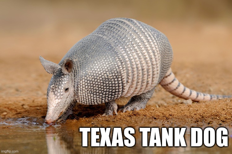 I got this idea from my son | TEXAS TANK DOG | image tagged in armadillo | made w/ Imgflip meme maker