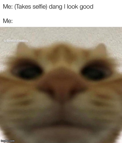 Pretty much a repost | image tagged in cats | made w/ Imgflip meme maker