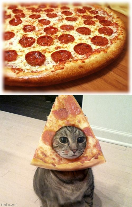 image tagged in coming out pizza,pizza cat | made w/ Imgflip meme maker