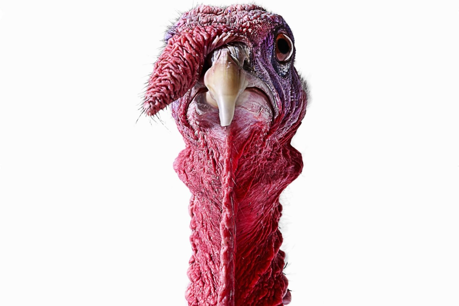 turkey head Blank Meme Template