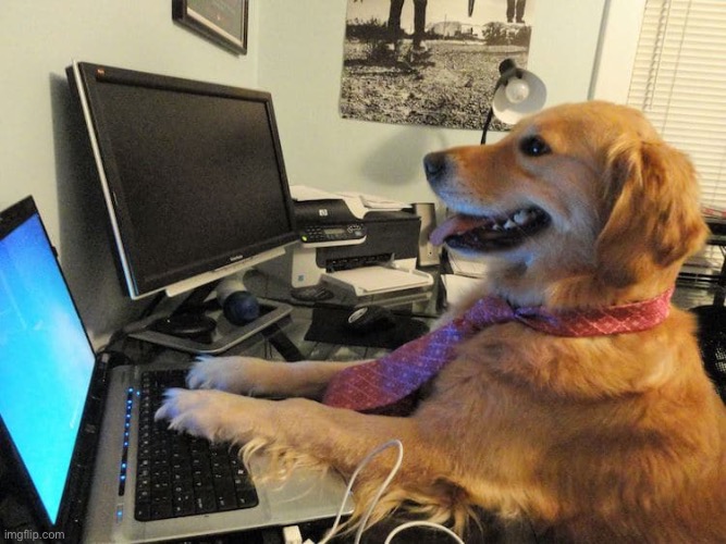 Gaming dog | image tagged in gaming dog | made w/ Imgflip meme maker