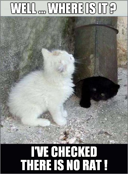 Like A Rat Up A Drain Pipe ! | WELL ... WHERE IS IT ? I'VE CHECKED
THERE IS NO RAT ! | image tagged in cats,kittens,rats,drain pipe,sayings | made w/ Imgflip meme maker