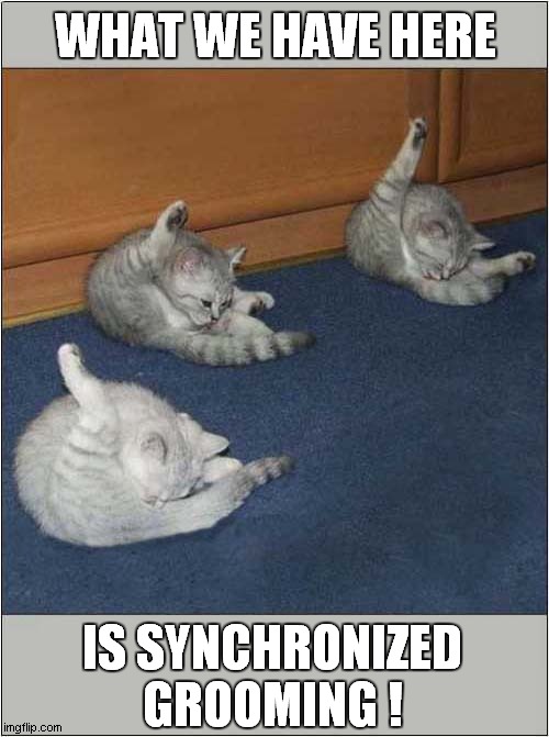 Three Of A Kind ! | WHAT WE HAVE HERE; IS SYNCHRONIZED GROOMING ! | image tagged in cats,synchronized,grooming | made w/ Imgflip meme maker