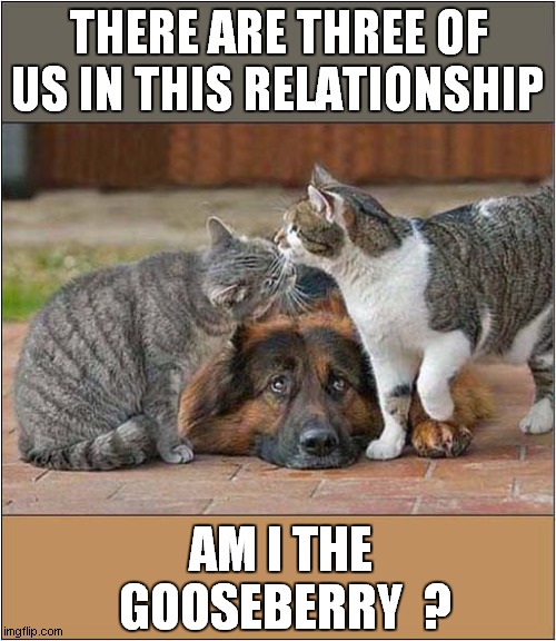 Two's Company, Three's A Crowd ! | THERE ARE THREE OF US IN THIS RELATIONSHIP; AM I THE
 GOOSEBERRY  ? | image tagged in cats,sayings,relationships,dog,gooseberry | made w/ Imgflip meme maker