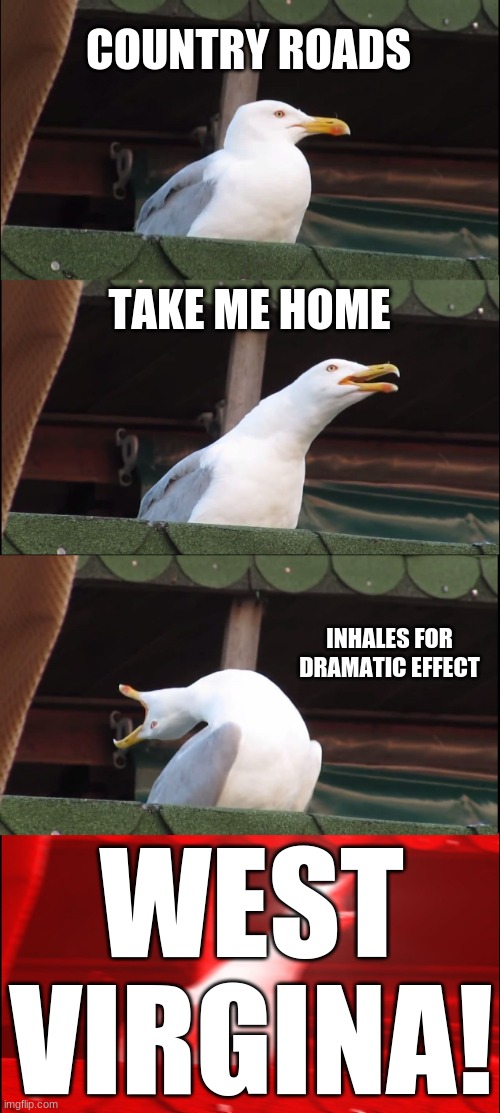country roads | COUNTRY ROADS; TAKE ME HOME; INHALES FOR DRAMATIC EFFECT; WEST VIRGINA! | image tagged in memes,inhaling seagull | made w/ Imgflip meme maker