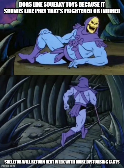 Image Title | DOGS LIKE SQUEAKY TOYS BECAUSE IT SOUNDS LIKE PREY THAT'S FRIGHTENED OR INJURED; SKELETOR WILL RETURN NEXT WEEK WITH MORE DISTURBING FACTS | image tagged in disturbing facts skeletor | made w/ Imgflip meme maker