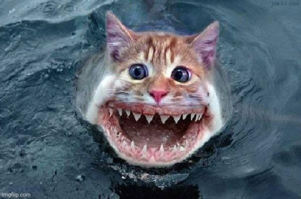 Catfish | image tagged in catfish | made w/ Imgflip meme maker