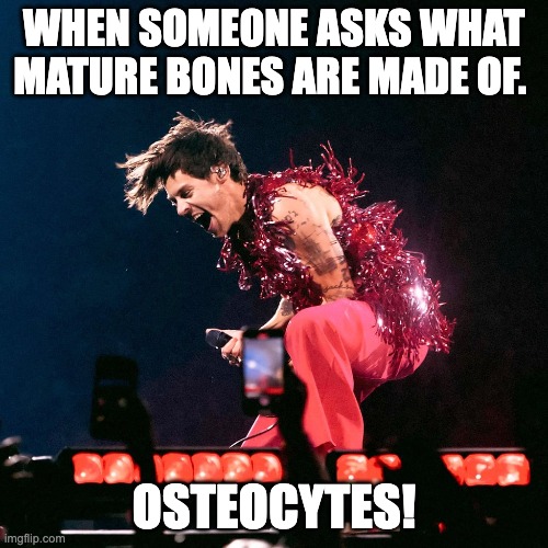 Harry styles human a and p meme | WHEN SOMEONE ASKS WHAT MATURE BONES ARE MADE OF. OSTEOCYTES! | image tagged in the human body | made w/ Imgflip meme maker
