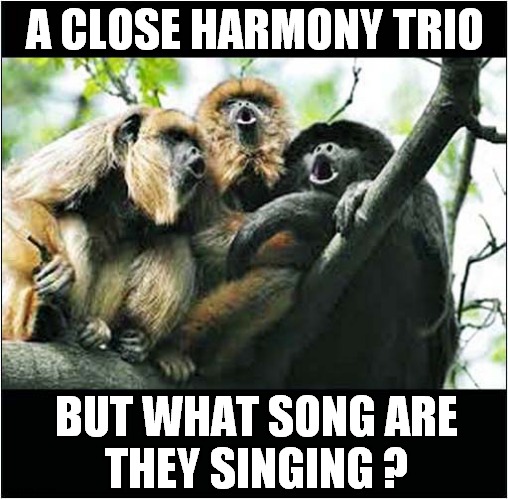 Hey, Hey It's The Monkeys ! | A CLOSE HARMONY TRIO; BUT WHAT SONG ARE
THEY SINGING ? | image tagged in fun,monkeys,singing | made w/ Imgflip meme maker