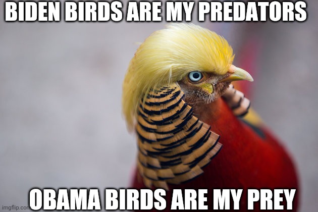 Why | BIDEN BIRDS ARE MY PREDATORS; OBAMA BIRDS ARE MY PREY | image tagged in trump bird | made w/ Imgflip meme maker