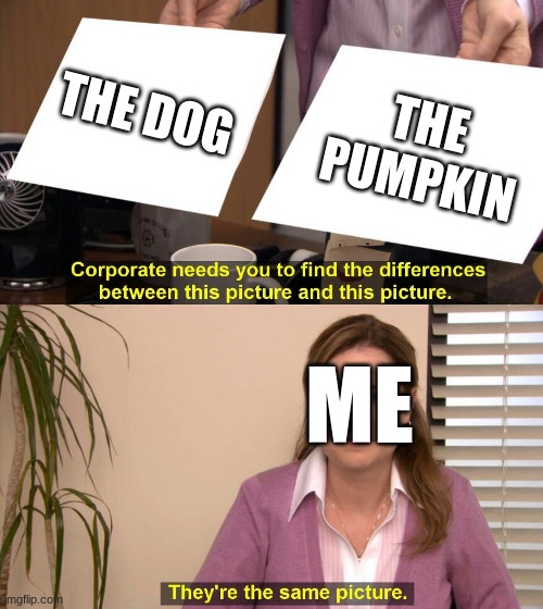 They are the same picture | THE DOG THE PUMPKIN ME | image tagged in they are the same picture | made w/ Imgflip meme maker