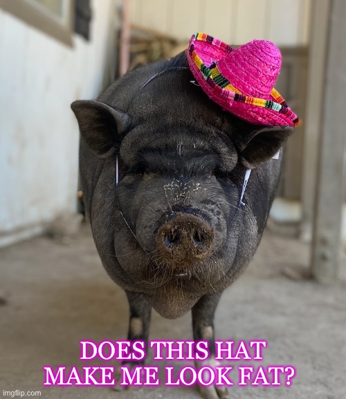 Do I look fat? | DOES THIS HAT MAKE ME LOOK FAT? | image tagged in pot belly pig,pig,funny memes,animal rescue,pets | made w/ Imgflip meme maker