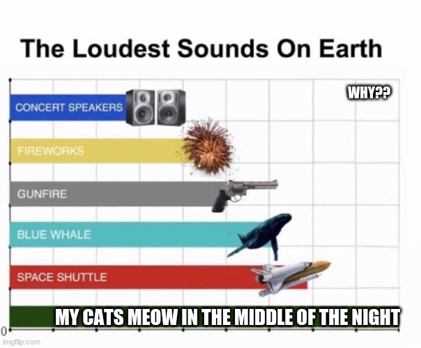 WHY!! | WHY?? MY CATS MEOW IN THE MIDDLE OF THE NIGHT | image tagged in the loudest sounds on earth | made w/ Imgflip meme maker
