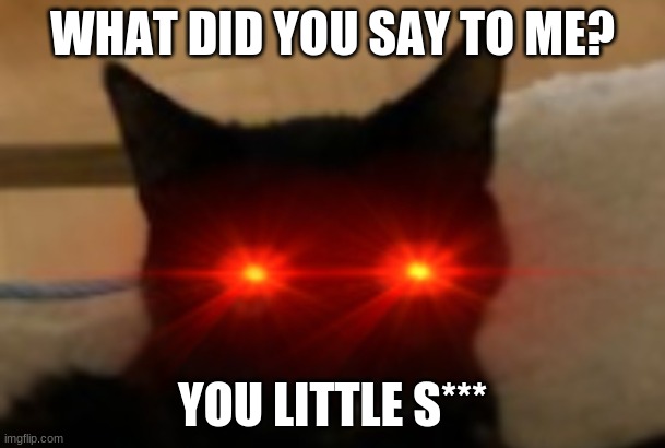 WHAT DID YOU SAY TO ME? YOU LITTLE S*** | image tagged in funny cat memes | made w/ Imgflip meme maker