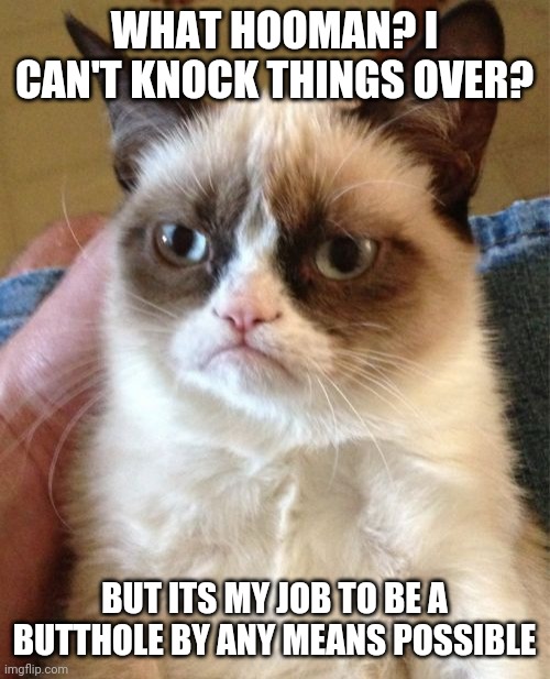 Cats be like | WHAT HOOMAN? I CAN'T KNOCK THINGS OVER? BUT ITS MY JOB TO BE A BUTTHOLE BY ANY MEANS POSSIBLE | image tagged in memes,grumpy cat,cats,funny,cute | made w/ Imgflip meme maker