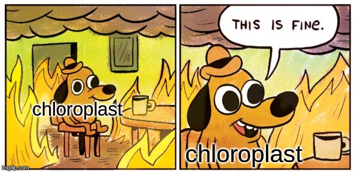 E |  chloroplast; chloroplast | image tagged in memes,this is fine | made w/ Imgflip meme maker