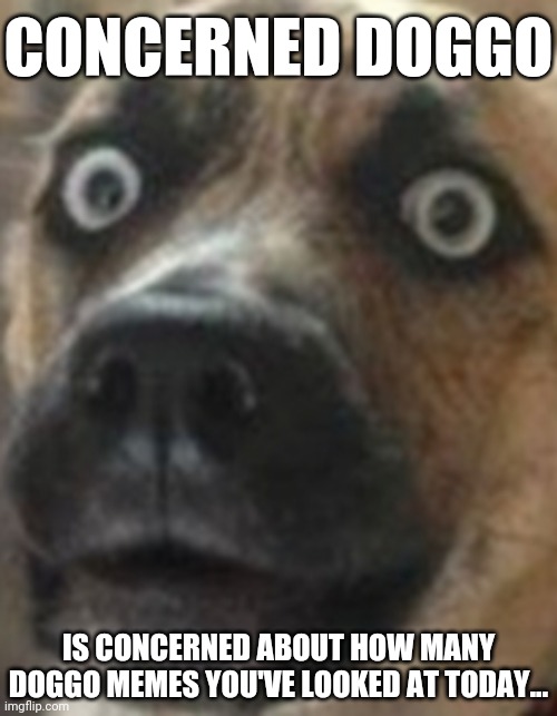 Ruh-roh... | CONCERNED DOGGO; IS CONCERNED ABOUT HOW MANY DOGGO MEMES YOU'VE LOOKED AT TODAY... | image tagged in concern,many concerns,concerned doggo,apprehensive doggo,doggo,woofer | made w/ Imgflip meme maker