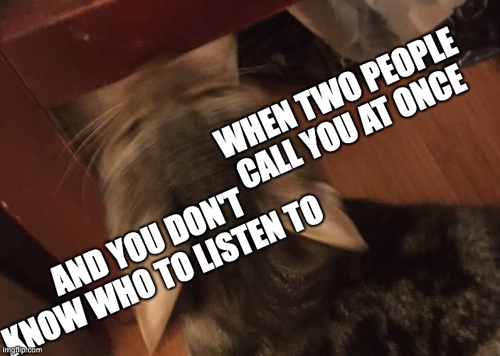 the struggle is real | WHEN TWO PEOPLE CALL YOU AT ONCE; AND YOU DON'T KNOW WHO TO LISTEN TO | image tagged in cat,blurry,indecisive | made w/ Imgflip meme maker