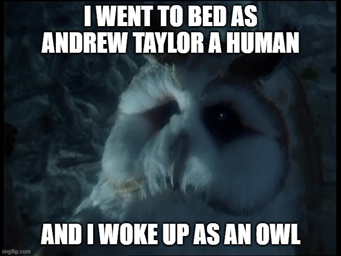 Andrew Taylor now an Owl | I WENT TO BED AS ANDREW TAYLOR A HUMAN; AND I WOKE UP AS AN OWL | image tagged in owl,bird | made w/ Imgflip meme maker