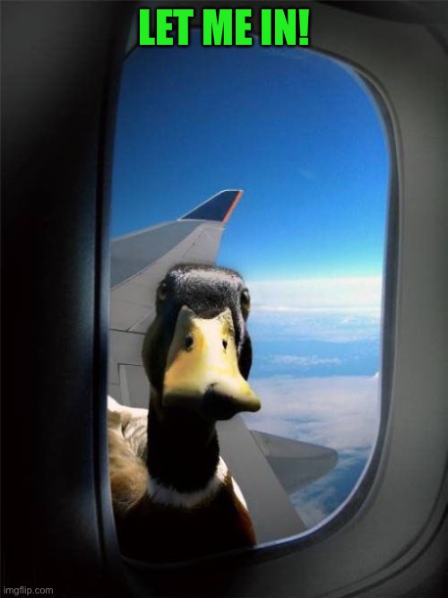 Let Me In Duck | LET ME IN! | image tagged in let me in duck | made w/ Imgflip meme maker