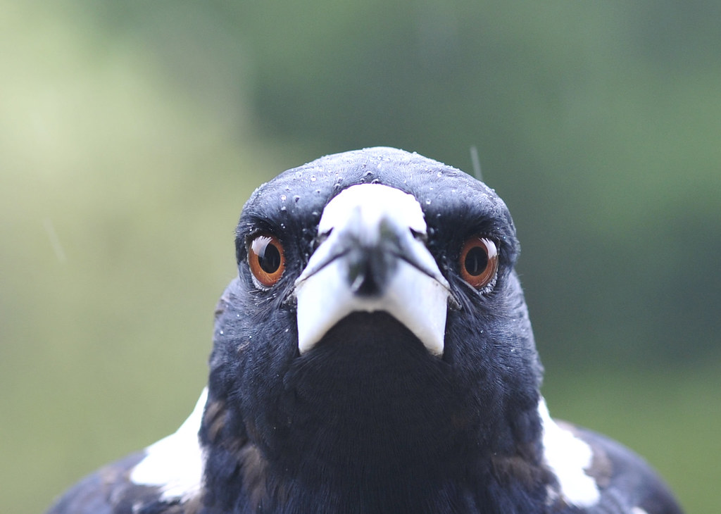 High Quality Magpie Stare Blank Meme Template