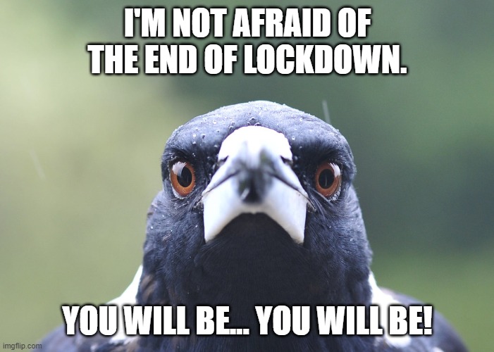 Springtime end of lockdown | I'M NOT AFRAID OF THE END OF LOCKDOWN. YOU WILL BE… YOU WILL BE! | image tagged in magpie stare | made w/ Imgflip meme maker