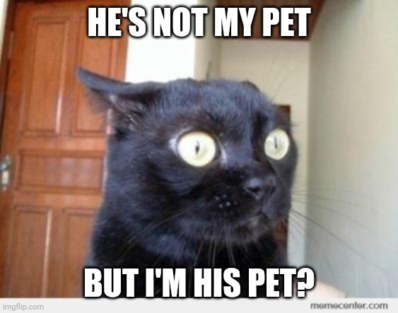 Scared Cat | HE'S NOT MY PET BUT I'M HIS PET? | image tagged in scared cat | made w/ Imgflip meme maker