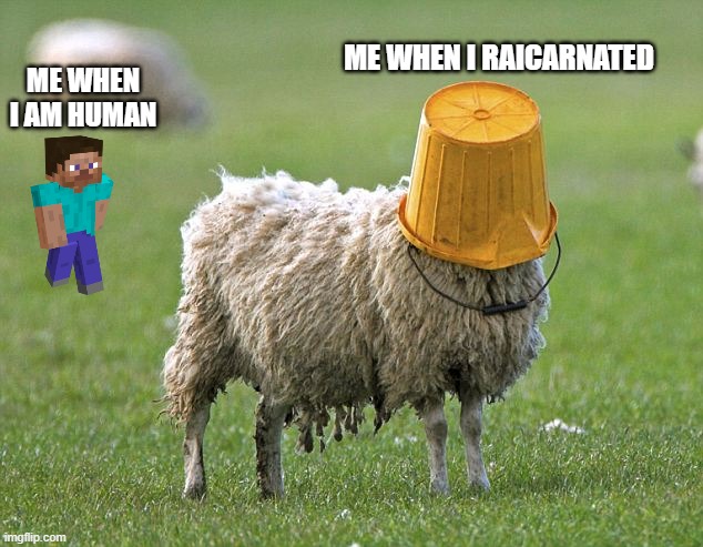 raicarnation be like | ME WHEN I RAICARNATED; ME WHEN I AM HUMAN | image tagged in stupid sheep | made w/ Imgflip meme maker