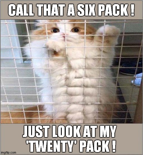 Cat Showing Off ! | CALL THAT A SIX PACK ! JUST LOOK AT MY 
'TWENTY' PACK ! | image tagged in cats,muscles,showing off | made w/ Imgflip meme maker