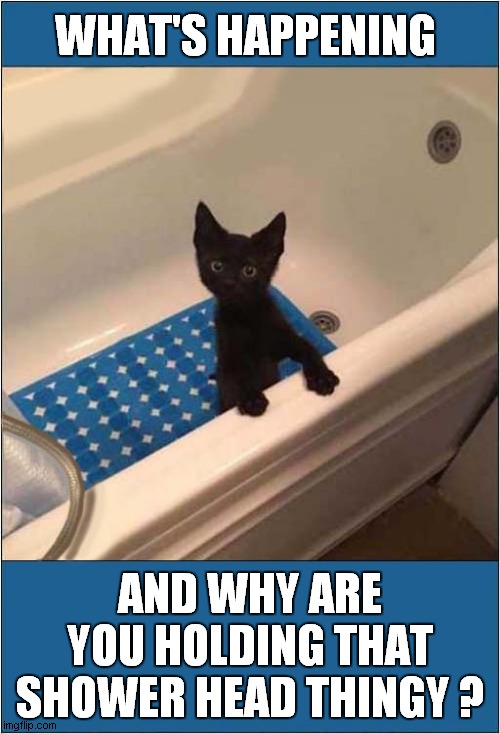 A Suspicious Kitten ! | WHAT'S HAPPENING; AND WHY ARE YOU HOLDING THAT SHOWER HEAD THINGY ? | image tagged in cats,kitten,suspicious,bath time | made w/ Imgflip meme maker
