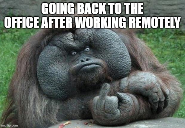 Back to the office | GOING BACK TO THE OFFICE AFTER WORKING REMOTELY | image tagged in animal,office,covid,coronavirus,remote work,work | made w/ Imgflip meme maker