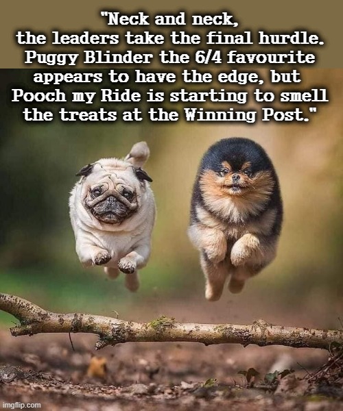 Canine Hurdle Stakes | "Neck and neck,
the leaders take the final hurdle.
Puggy Blinder the 6/4 favourite
appears to have the edge, but 
Pooch my Ride is starting to smell
the treats at the Winning Post." | image tagged in jumpscare | made w/ Imgflip meme maker