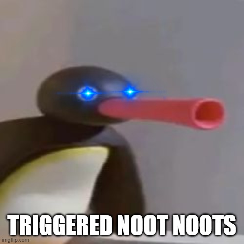 NOOT NOOT | TRIGGERED NOOT NOOTS | image tagged in noot noot | made w/ Imgflip meme maker