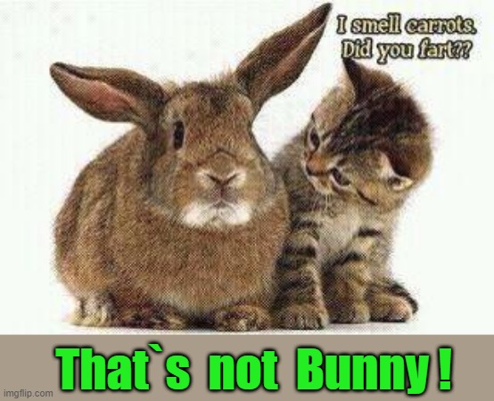 Category C Crime | That`s  not  Bunny ! | image tagged in embarrassed bunny | made w/ Imgflip meme maker