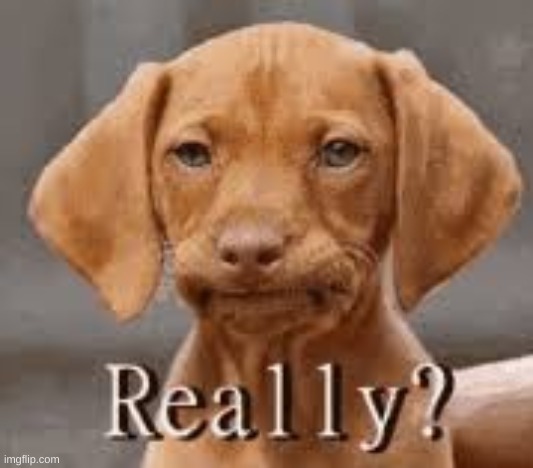 Really Dachschund | image tagged in really dachschund | made w/ Imgflip meme maker