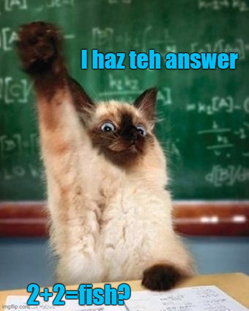 2+2=fish | I haz teh answer; 2+2=fish? | image tagged in answer cat,cats | made w/ Imgflip meme maker