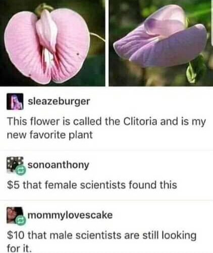 Clitora flower Blank Meme Template