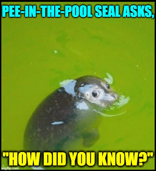 Was it the Color of the Water? | PEE-IN-THE-POOL SEAL ASKS, "HOW DID YOU KNOW?" | image tagged in vince vance,swimming pool,awkward moment sealion,seal,memes,peeing | made w/ Imgflip meme maker