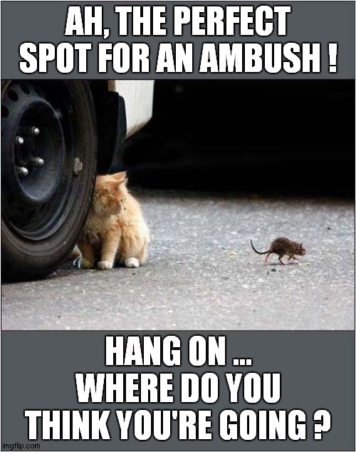 Cat Foiled Again ! | AH, THE PERFECT SPOT FOR AN AMBUSH ! HANG ON ...
WHERE DO YOU THINK YOU'RE GOING ? | image tagged in cats,rats,ambush,foiled again | made w/ Imgflip meme maker