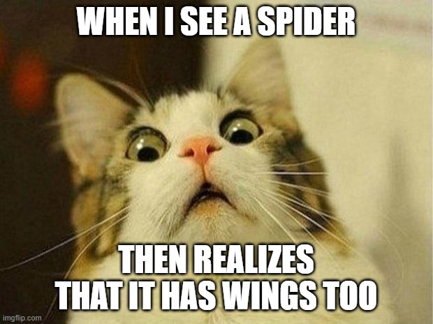 When you see a spider with wings | WHEN I SEE A SPIDER; THEN REALIZES THAT IT HAS WINGS TOO | image tagged in memes,scared cat | made w/ Imgflip meme maker