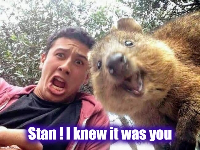 Quokka and Stan | Stan ! I knew it was you | image tagged in quokka and stan | made w/ Imgflip meme maker